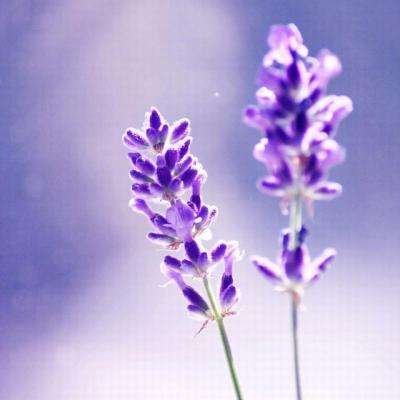 皇冠APP官方版下载安装下载手机版